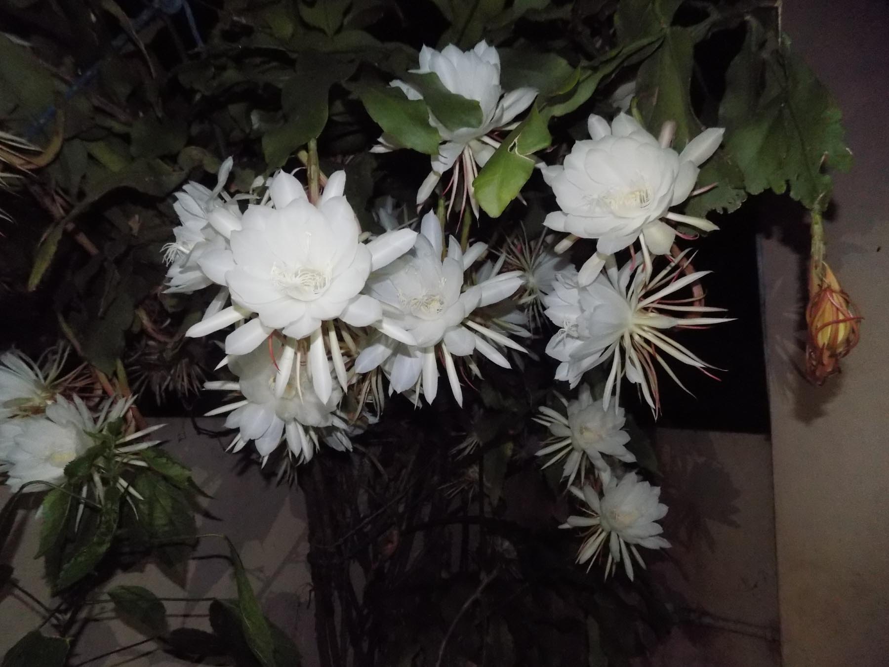 ಅರಳಿದ ನೂರಾರು ಬ್ರಹ್ಮಕಮಲದ ಹೂಗಳು